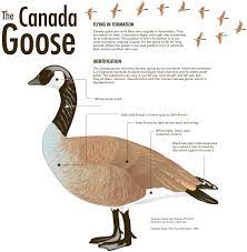 Facts About The Canada Goose Canada Goose Canadian Goose Goose Craft