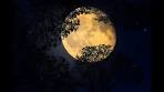 Video Slecht slapen bij volle maan | Feit of fabel? - YouTube