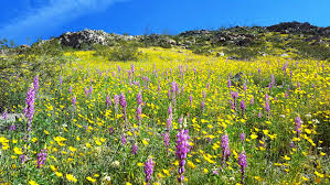 While we haven't had enough rain to bring on a superbloom in the park this year, there are a few areas where you can find a sprinkling of annual wildflowers. Anza Borrego Desert Wildflowers Update