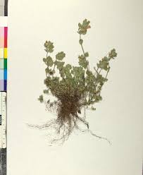 Image result for Clinopodium myrianthum