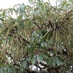 Image result for Cussonia arborea