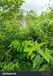 Image result for Shirakiopsis