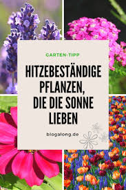 Einige balkonpflanzen kommen über mehrere jahre. Hitzebestandige Pflanzen Die Die Sonne Lieben Blogalong De Pflanzen Garten Bepflanzen Blumen Fur Garten