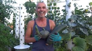 We did not find results for: How To Grow Zucchini Courgette On A Tower Garden Agrotonomy Tower Farms