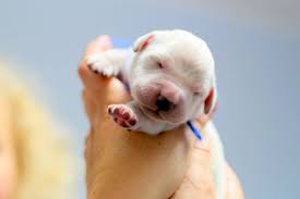 Maybe you would like to learn more about one of these? 15 Tiny Baby Animals That Will Fit In The Palm Of Your Hand Newborn Puppies Tiny Baby Animals Newborn Animals