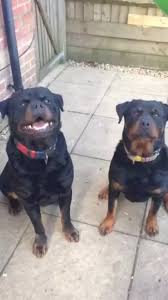 Susan kawa 7.336 views7 months ago. Do Muslims Dislike Dogs Why Quora