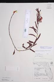 Image result for Chamaeclitandra henriquesiana