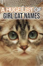 Here Is A Huge List Of Girl Cat Names For Your Amazing Girl Kitty Cat With Images Girl Cat Names Cat Names Girl Unique Girl Pet Names