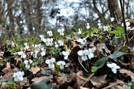 Sullo sfondo la parete rocciosa. Numerosi Sono I Fiori Invernali Spontanei Che Possiamo Vedere Girando Nel Territorio Del Sud Est Milanese Gallery Natura 7giorni