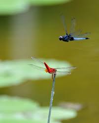 Dragonflies Red And Blue Dragonfly Damselfly Dragonfly Art