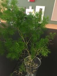 Maybe you would like to learn more about one of these? Ming Fern Asparagus Macowanii A Woody Stemmed Plant With Deep Green Pine Like Foliage Blooms In Mid Spring To Early Fall Use Asparagus Fern Ming Fern Plants