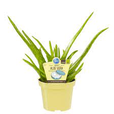 Synonyme und volkstümliche bezeichnungen sind auch: Bio Aloe Vera Sweet Blu Aloe Vera Barbadensis Miller Gunstig Online Kaufen