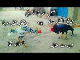 Destination guide daudwala punjab in pakistan tripmondo. Download Sindhi Murgha Larai 3gp Mp4 Codedfilm