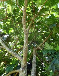 Image result for Artocarpus altilis