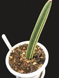 Image result for Sansevieria sinus-simiorum