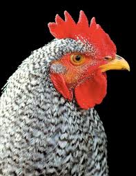 We heard the crow of a rooster. The Trouble With Roosters Edible Manhattan