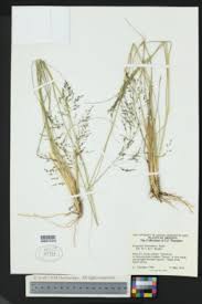 Image result for Eragrostis gummiflua