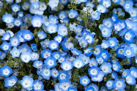 The park is a sprawling 470 acres located in hitachinaka, ibaraki, japan, featuring vast flower gardens including. Millions Of Blue Flowers Are Blooming In A Japanese Park