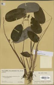 Image result for Halopegia