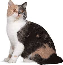photograph british shorthair blue cream and white dilute calico british shorthair cats cat fur british shorthair