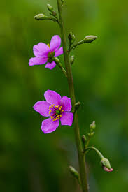 Image result for Talinum portulacifolium