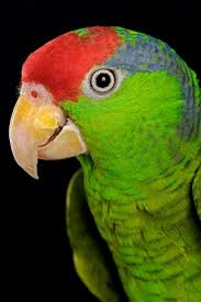 Amazon parrots eat a variety of seeds, nuts, fruits, berries, and vegetation in the wild. My Mexican Red Headed Amazon Parrot Bob Barry Kelsall Galleries Digital Photography Review Digital Photography Review