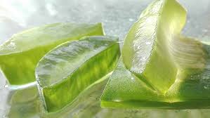 Tanaman lidah buaya atau aloe vera mengandung beragam nutrisi yang baik untuk kesehatan tubuh. 10 Manfaat Lidah Buaya Dan Cara Menanamnya Rumah Com