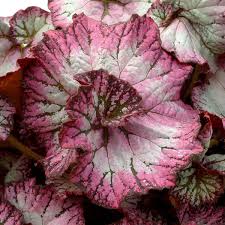 Image result for Begonia nyassensis