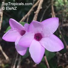 Image result for Wahlenbergia madagascariensis