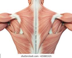 Maybe you would like to learn more about one of these? Human Anatomy Torso Back Muscles 3d Stock Illustration 425881525