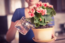 Maybe you would like to learn more about one of these? These Are Why Your Indoor Plants Are Dying And How To Stop It 99 Co