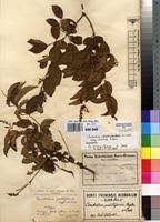 Image result for Meiostemon tetrandrus