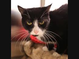Petco's welcome to the family new pet parent starter guide provides new pet parents substantial benefits with hundreds of dollars worth. Pet Adoption In The Londonderry Area New Pets Added This Week Londonderry Nh Patch