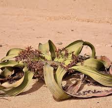 Image result for Welwitschiella