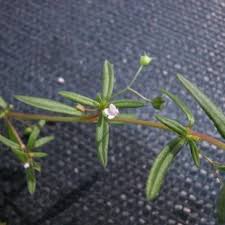 Image result for Oldenlandia angolensis