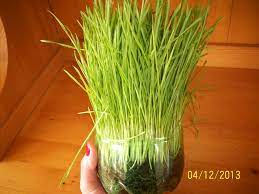 Una dintre obiceiurile de sf. Graul De Sfantul Andrei Ellaintaracopiilor S Blog