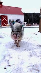 Arthur's Acres Animal Sanctuary