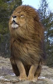 Barbary Lion By Tom Littlejohns Animals Animals Beautiful Majestic Animals