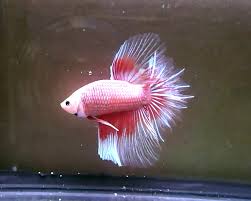 Beautiful white platinum crowntail betta fish from indonesia breeder. Betta Fish Colors The Fish Doctor