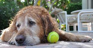 If your dog experiences loose stool and also has addison's disease. 5 Options For Helping A Mildly Constipated Dog Vet Approved