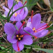 Crocus Sativus Saffron Crocus 10 Bulbs Saffron Bulb Food Ebay Saffron Crocus Crocus Bulbs Bulb Flowers