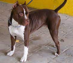 The Red Nose Pitbull The Facts About This Amemrican Terrier Animal Corner