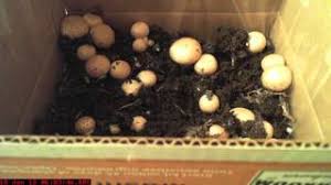 Nutrients in the compost would help activate the spores and initiate the germination. How To Growing Button Mushrooms Without A Kit Green Thumb Gardener