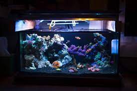 pin by dadwithswag on reef aquarium ideas coral fish tank reef tank fish tank