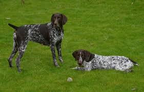 German shorthaired pointers are a versatile hunting dog breed that can adapt from pointing to the short answer is yes, absolutely! 15 Best Hunting Dog Breeds With Pictures Pet Keen