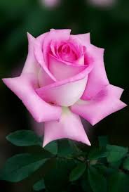 Lovely Eloisa Beautiful Roses Beautiful Flowers Rose Flower