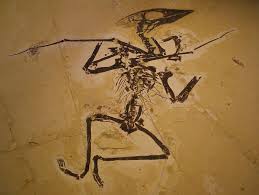 Image result for Sinopteridaceae