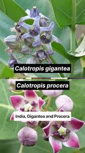 Image result for Calotropis gigantea