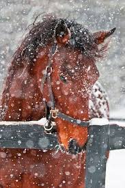 Na afronden van de bestelling ontvang je per email de raamtekening download link(s). 80 Beste Ideeen Over Animals In The Snow Dieren In De Sneeuw Dieren Sneeuw Schattige Dieren