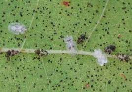 Invazie de insecte în capitală și în mai multe orașe: Te Au Ciupit Tigrii Platanului IatÄƒ Ce Trebuie SÄƒ Faci Exquis